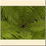 Matteuccia struthiopteris_(b).jpg